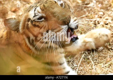 Tigre del Bengala in zoo Nandankan Bhubaneswar Orissa India Foto Stock