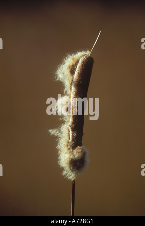 Dispersione di seme di grande Reedmace Foto Stock