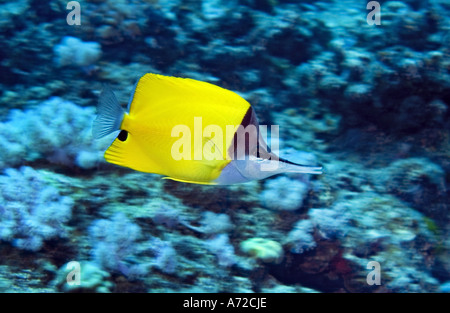 Close-up di longnose butterflyfish Foto Stock