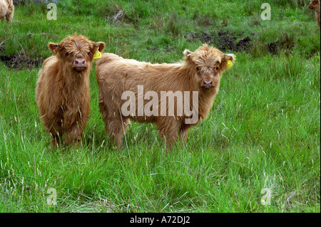 Giovani bovini highland; due highland scozzesi Vitelli Bovini, Scotland Regno Unito Foto Stock