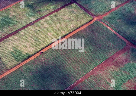 Vista aerea di campi di zucchero di canna Foto Stock