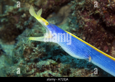 Close-up di Blue Ribbon anguilla Foto Stock