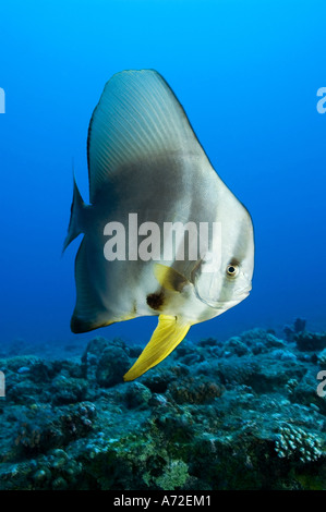 Close-up di longfin batfish Foto Stock