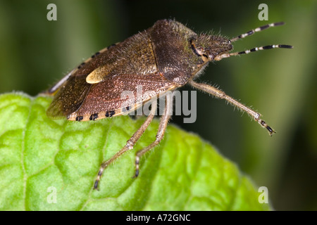 Hairy shieldbug Dolycoris baccarum sulla lamina potton bedfordshire Foto Stock