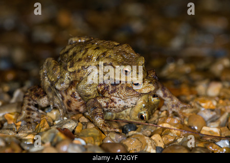 Rospi comuni Bufo bufo mateing sulla ghiaia drive potton bedfordshire Foto Stock