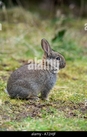 Coniglio giovane oryctolagus cuniculus seduto sull'erba cercando alert potton bedfordshire Foto Stock