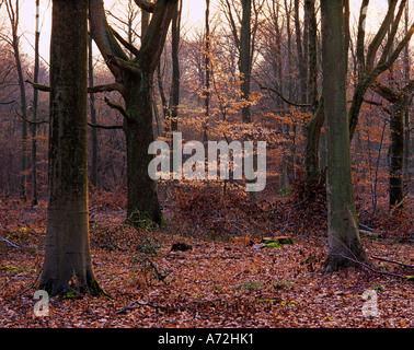 Micheldever legno Hampshire REGNO UNITO Foto Stock