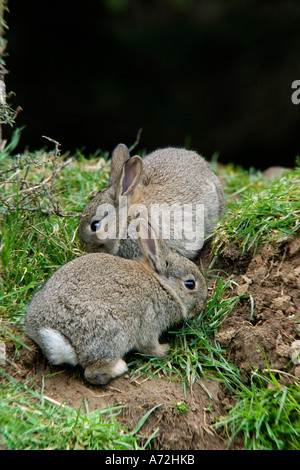 Conigli giovani oryctolagus cuniculus insieme mangiare erba potton bedfordshire Foto Stock