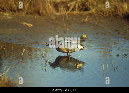 Teal Drake alla ricerca di piccole estuario impostazione Foto Stock