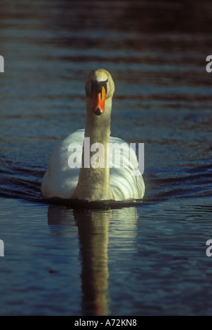 Cigno nuotare direttamente verso la telecamera Foto Stock