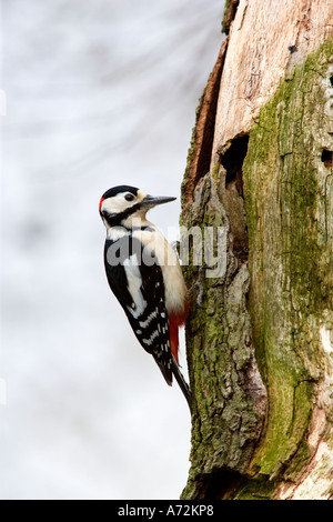 Picchio rosso maggiore Dendrocopos major alla ricerca di cibo sul vecchio tronco di albero con una bella fuori fuoco sfondo letti potton Foto Stock