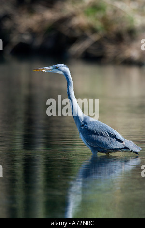 Airone cenerino Ardea cinerea si fermò in acqua di pesca cercando alert sutton bedfordshire Foto Stock