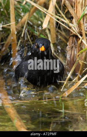Merlo Turdus merula balneazione in stagno agli spruzzi d'acqua tutto potton bedfordshire Foto Stock