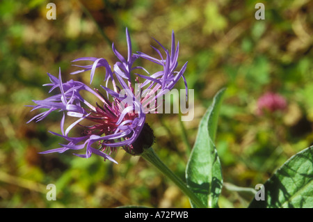 Fiordaliso di montagna in stretta fino Foto Stock