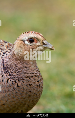 Gallina Fagiana (Phasianus colchicus) fino in prossimità della testa e degli occhi potton bedfordshire Foto Stock