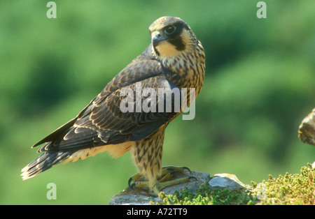 Falco pellegrino un ritratto classico Foto Stock