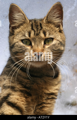 Gatto di tabby Foto Stock