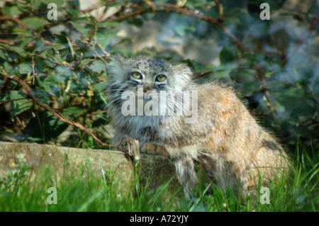 Pallas' cat (Manul) in Edinburgh Zoo Foto Stock