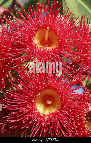 Fiori della gomma da fiore rossa, Corymbia ficifolia. Australia Foto Stock