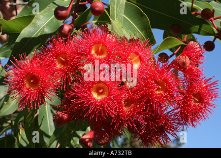 Fiori della gomma da fiore rossa, Corymbia ficifolia. Australia Foto Stock
