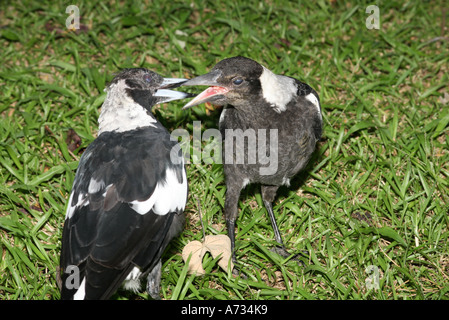 Adulto Australian Magpie che alimenta Juvenile Australian Magpie, Gymnorhina tibisen. Coffs Harbour, New South Wales, Australia. Foto Stock