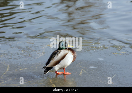 Un anatra sorge sul lago ghiacciato in Jephson Gardens, Royal Leamington Spa Warwickshire, Inghilterra Foto Stock