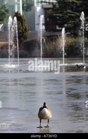 Un Canada Goose sorge sul lago ghiacciato in Jephson Gardens, Royal Leamington Spa Warwickshire, Inghilterra Foto Stock