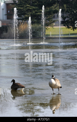 Un Canada Goose e un cavalletto di anatra sul lago ghiacciato in Jephson Gardens, Royal Leamington Spa Warwickshire, Inghilterra Foto Stock