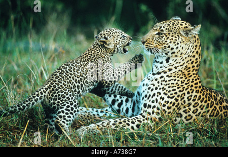 Leopard (Panthera pardus), leopardess con arrabbiato cub, Kenia Masai Mara riserva nazionale Foto Stock