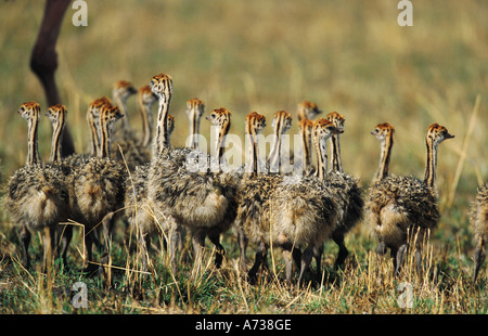 (Struzzo Struthio camelus), gruppo di sedici pulcini, Kenia Masai Mara National Park Foto Stock