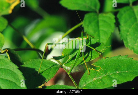 Sawtailed bushcricket (Barbitistes serricauda), femmina, Germania Foto Stock