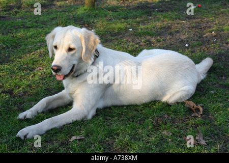 Il golden retriever giace sulla protezione Foto Stock