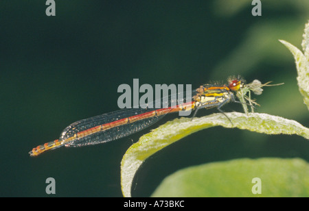 Rossi di grandi dimensioni (damselfly Pyrrhosoma nymphula), con la preda seduto su una foglia, GERMANIA Baden-Wuerttemberg, Todtenbronnen GFN, Odenwald Foto Stock