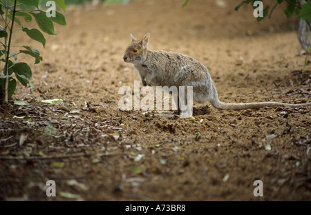 Spectacled lepre-wallaby (Lagorchestes conspicillatus), Australia, Queensland Foto Stock