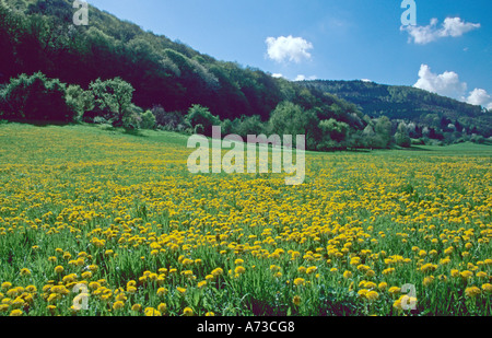 Prato con la fioritura di tarassaco, GERMANIA Baden-Wuerttemberg, Valle del Neckar, Eberbach offrono Foto Stock
