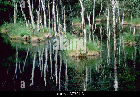 Roverella (betulla Betula pubescens), morto roverella betulle in un highmoore, Germania, Bassa Sassonia, Lueneburger Heide, Pietzmoor Foto Stock