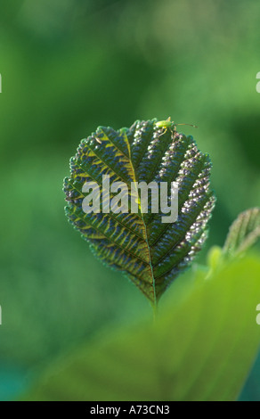 Ontani neri, ontano nero, europeo (ontano Alnus glutinosa), una foglia con un piccolo maggiolino, GERMANIA Baden-Wuerttemberg, Odenwald Foto Stock