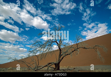 Camel thorn, giraffe thorn (Acacia erioloba), dest albero nella parte anteriore di una duna di sabbia, Namibia, Namibwueste, Sossusvlei Foto Stock