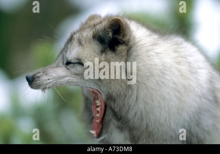 Arctic Fox (Alopex lagopus), sbadigli Foto Stock