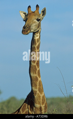 Cape giraffe (Giraffa camelopardalis giraffa), ritratto, Sud Africa - Mpumalanga Krueger-Nationalpark Foto Stock