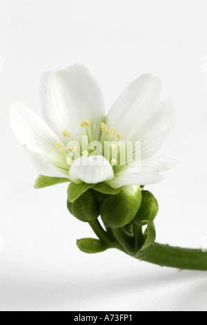 Venus flytrap (Dionaea muscipula), Blossom Foto Stock