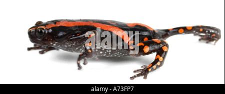 South African snake-collo rana, South African snake collo (rana Phrynomantis bifasciatus, Phrynomerus bifasciatus), in esecuzione Foto Stock