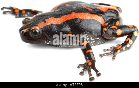 South African snake-collo rana, South African snake collo (rana Phrynomantis bifasciatus, Phrynomerus bifasciatus) Foto Stock