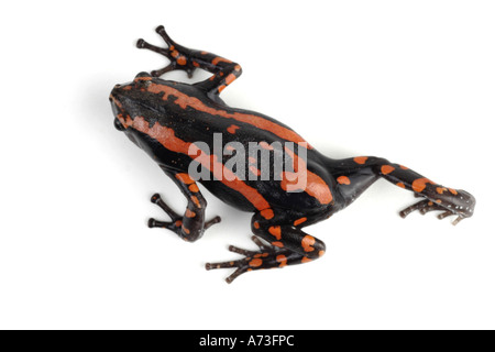 South African snake-collo rana, South African snake collo (rana Phrynomantis bifasciatus, Phrynomerus bifasciatus), eseguito da Foto Stock