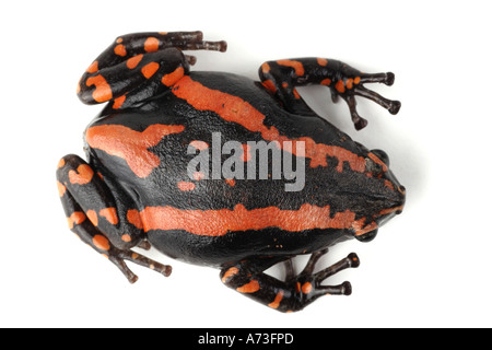 South African snake-collo rana, South African snake collo (rana Phrynomantis bifasciatus, Phrynomerus bifasciatus), eseguito da Foto Stock