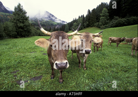 Ue, la Svizzera, la regione del Bernina, Umbrail Pass. In Svizzera le mucche marrone Foto Stock