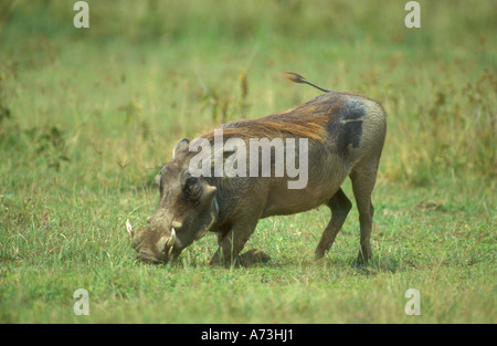 Un Warthog tipicamente alimenta in ginocchio Foto Stock