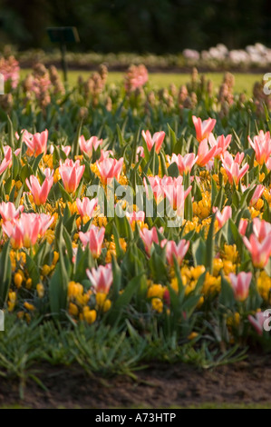 Vivaci crochi gialli e tulipani bianchi rossi che fioriscono nei giardini Keukenhof, Lisse, Olanda. Bellissimo letto di fiori primaverili in un parco olandese. Foto Stock