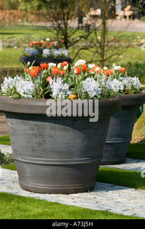 Grandi vasi in ceramica con fiori di Giacinto blu, Hyacinthus orientalis e tulipani bianchi rossi nei giardini Keukenhof, Lisse, Olanda. Foto Stock