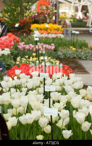 Vivaci e colorate specie di tulipani in una serra dei giardini Keukenhof, Lisse, Olanda. Splendida esposizione floreale primaverile nei Paesi Bassi. Foto Stock
